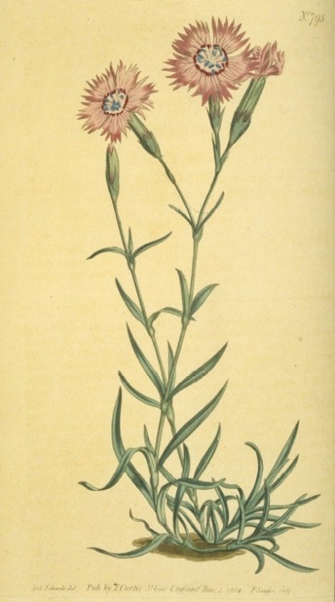 Dianthus caucaseus - Curtis's Botanical