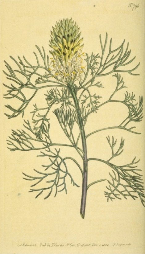 Petrophila pulchella - Curtis's Botanical