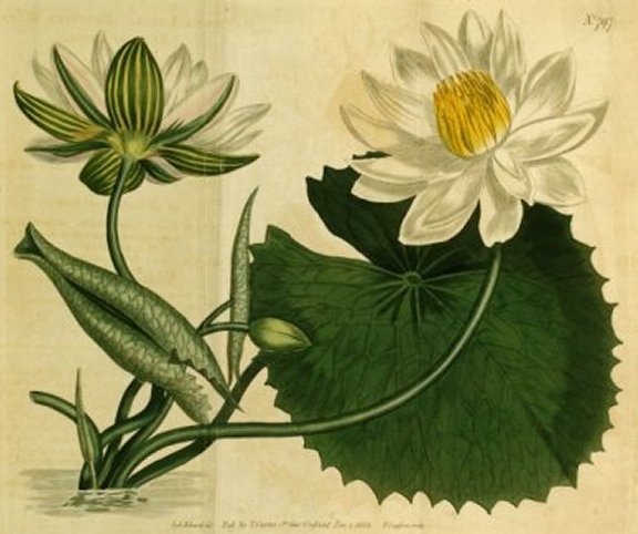 Nymphaea lotus - Curtis's Botanical