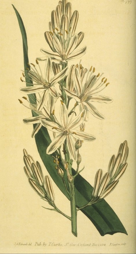 Asphodelus ramosus - Curtis's Botanical