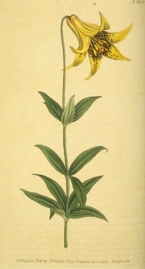 Lilium Canadense - Curtis's Botanical