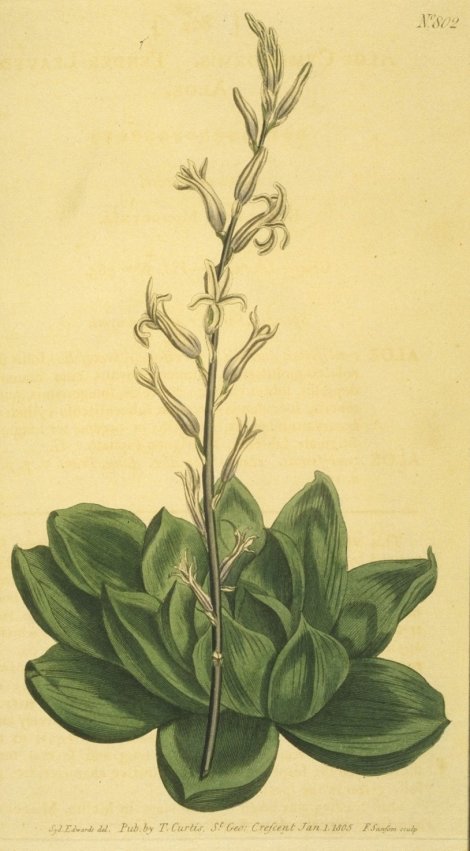 Haworthia cymbiformis - Curtis's Botanical