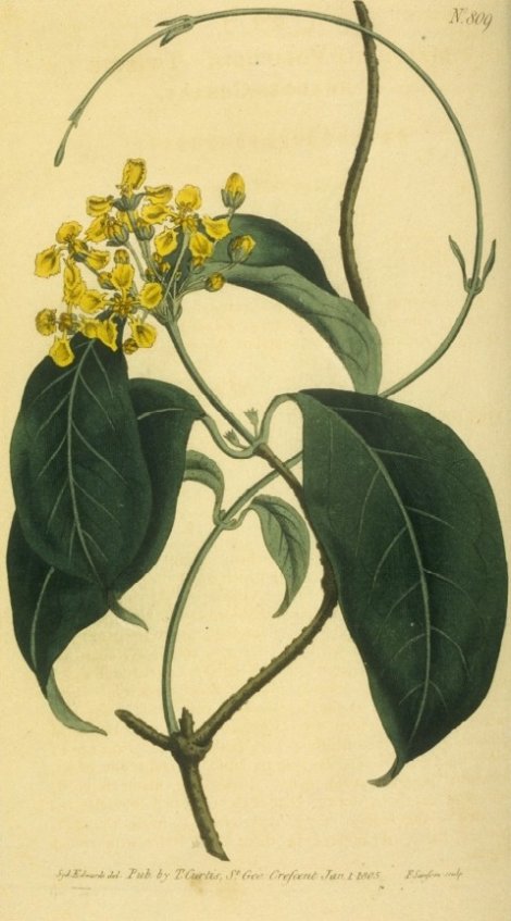 Malpighia volubilis - Curtis's Botanical