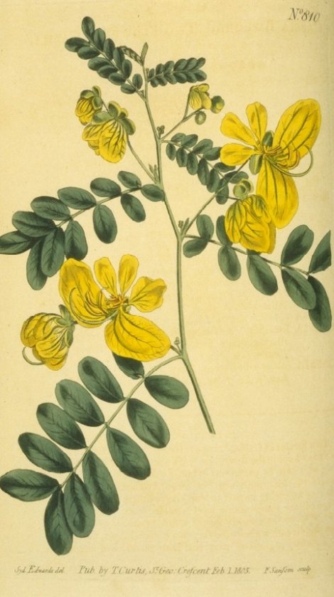 Senna pallida - Curtis's Botanical