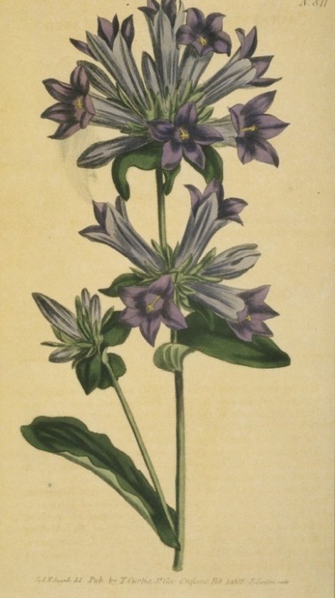 Campanula lingulata cichoracea - Curtis's Botanical