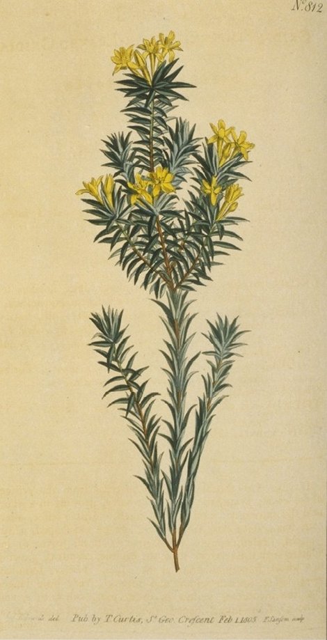 Gnidia viridis - Curtis's Botanical
