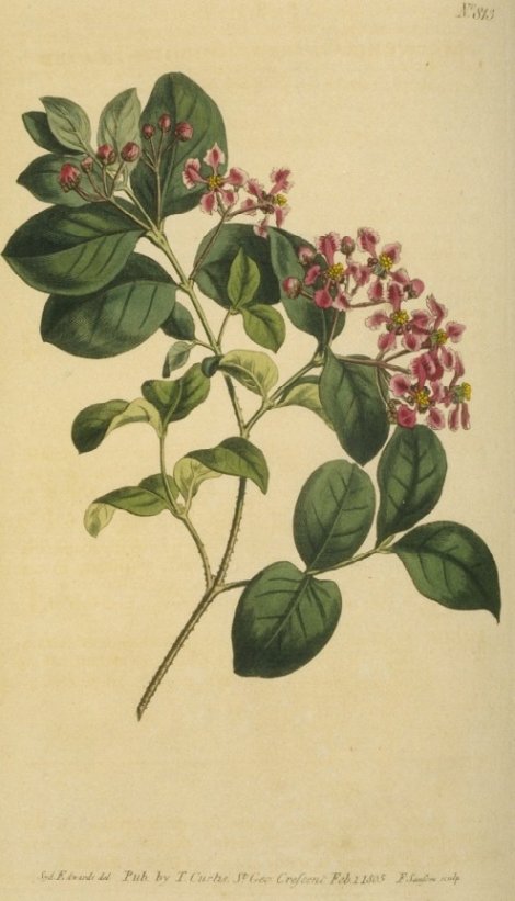 Malpighia glabra - Curtis's Botanical