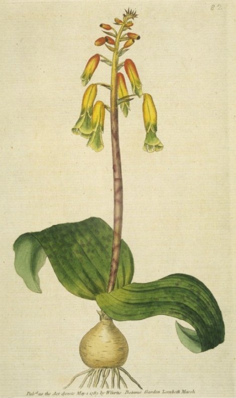 Lachenalia aloides - Curtis's Botanical