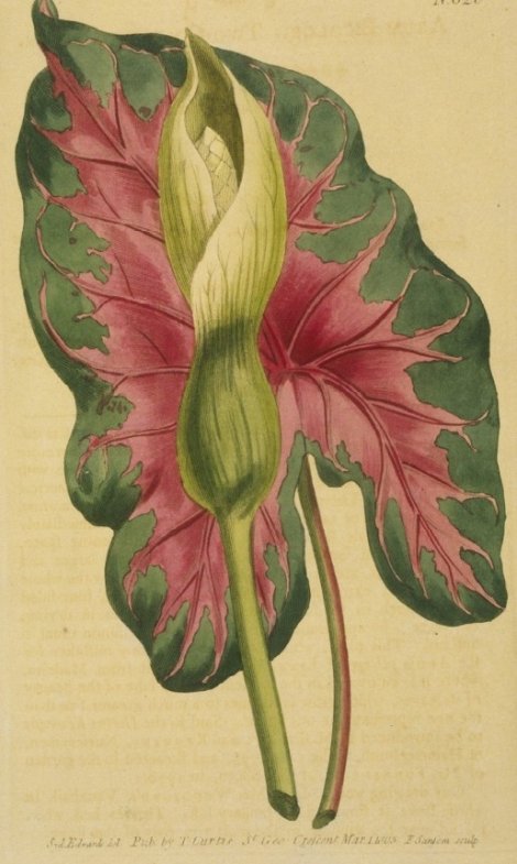 Caladium bicolor - Curtis's Botanical
