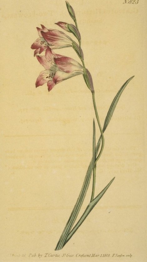 Gladiolus hirsutus (gamma) - Curtis's Botanical