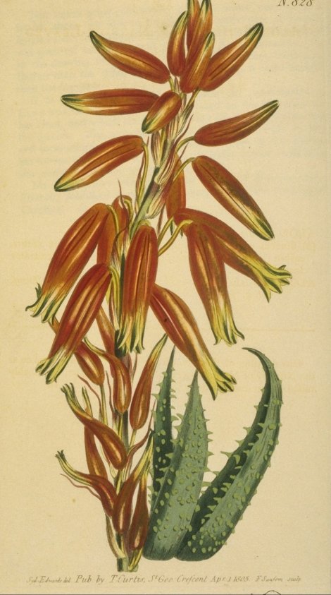 Aloe humilis - Curtis's Botanical