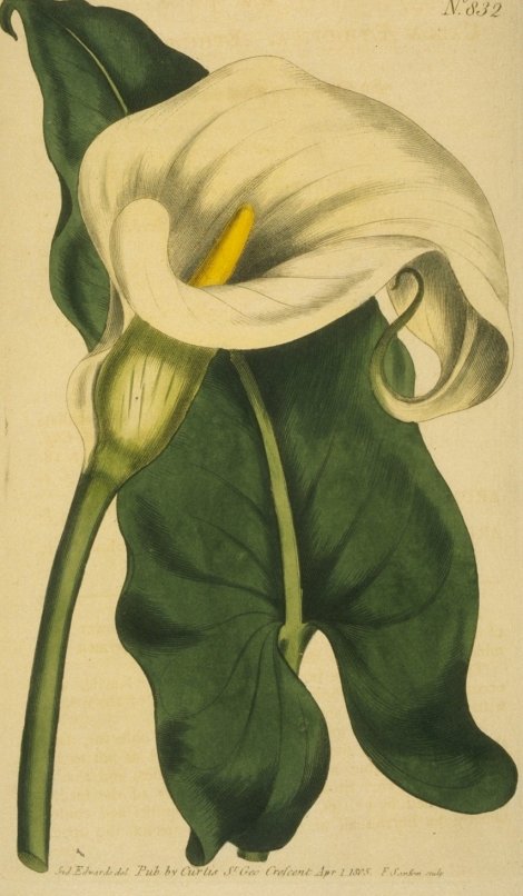 Zantedeschia aethopica - Curtis's Botanical