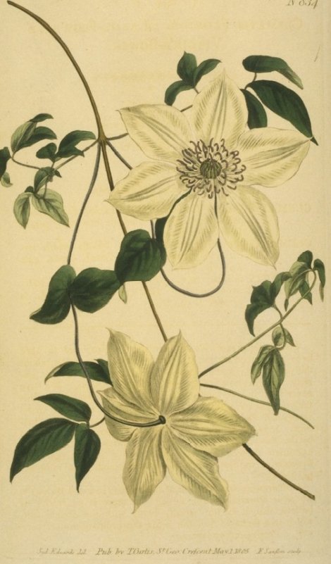 Clematis florida - Curtis's Botanical
