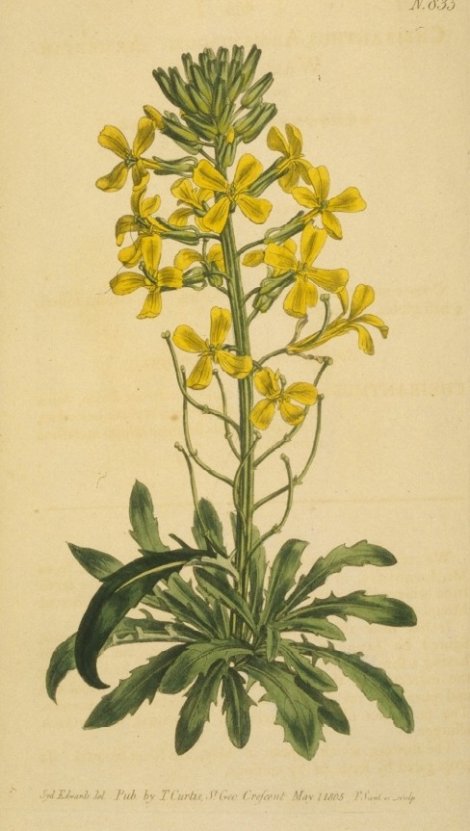 Erysimum ibericum - Curtis's Botanical
