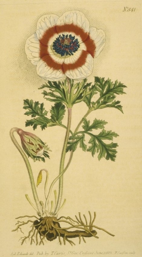 Anemone coronaria - Curtis's Botanical