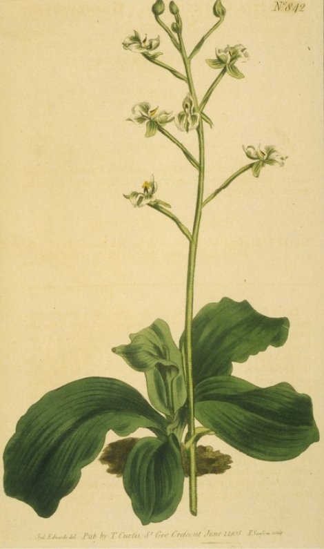 Ponthieva glandulosa - Curtis's Botanical