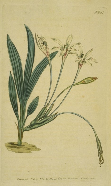 Babiana tubulosa (var. tubiflora) - Curtis's Botanical