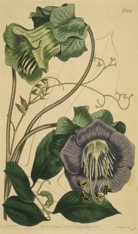 Cobaea scandens - Curtis's Botanical