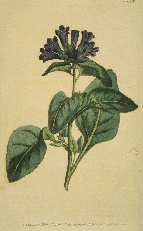Scopolia physaloides - Curtis's Botanical