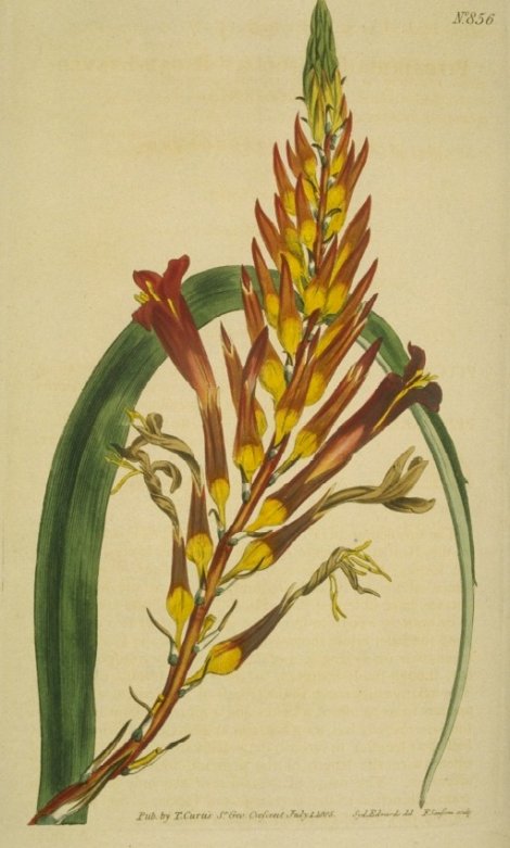 Pitcairnia latifolia - Curtis's Botanical