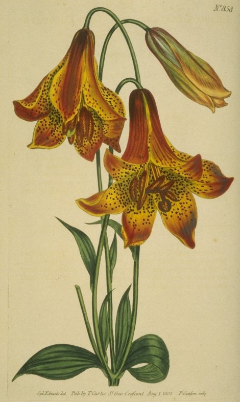 Lilium canadense coccineum - Curtis's Botanical