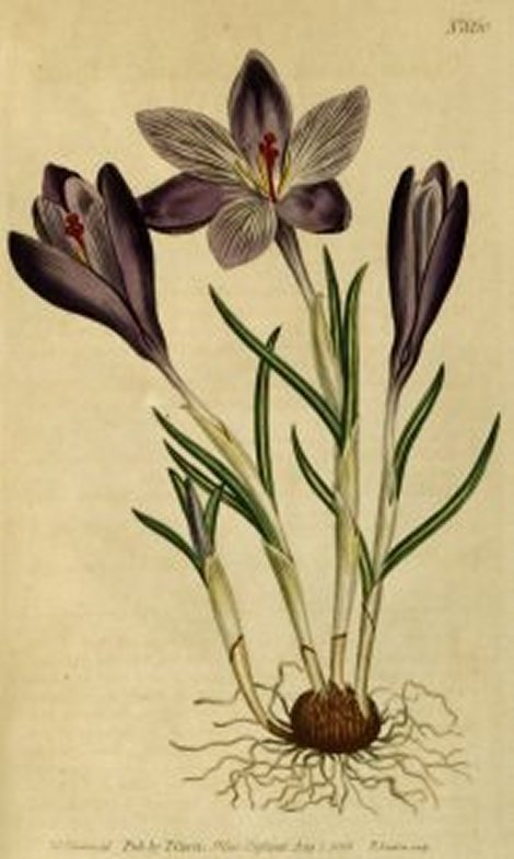 Crocus vernus neapolitanus - Curtis's Botanical