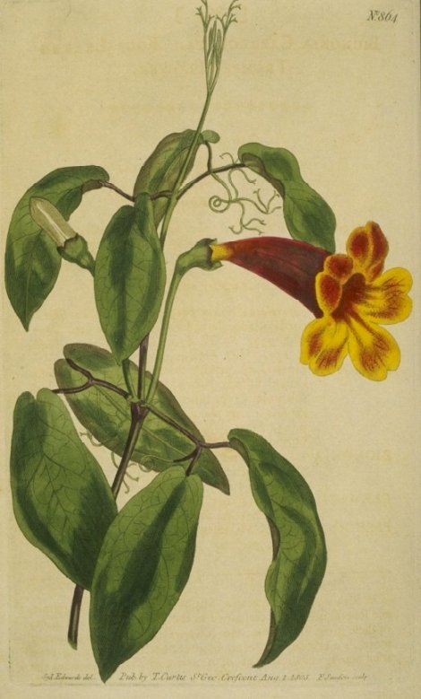 Doxantha careolata - Curtis's Botanical