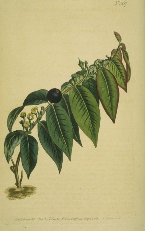 Eugenia alexandri - Curtis's Botanical