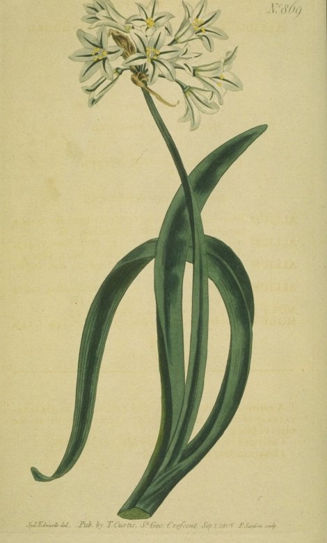 Allium triquetrum - Curtis's Botanical