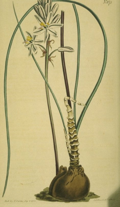 Urginea exuviata - Curtis's Botanical