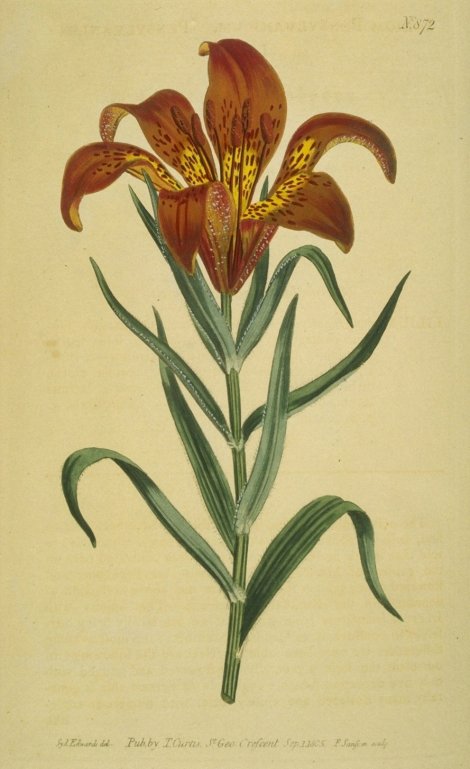 Lilium dauricum - Curtis's Botanical