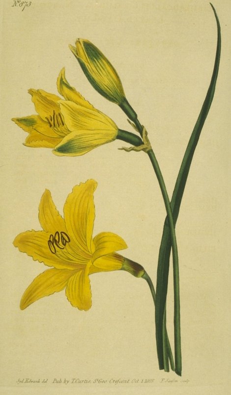 Hemerocallis minor - Curtis's Botanical