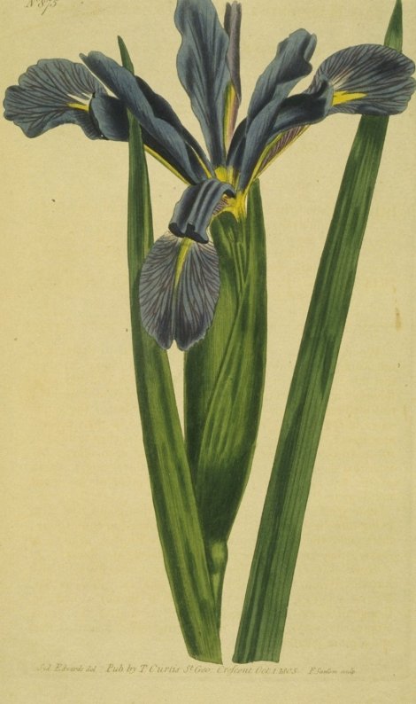 Iris spuria halophila - Curtis's Botanical