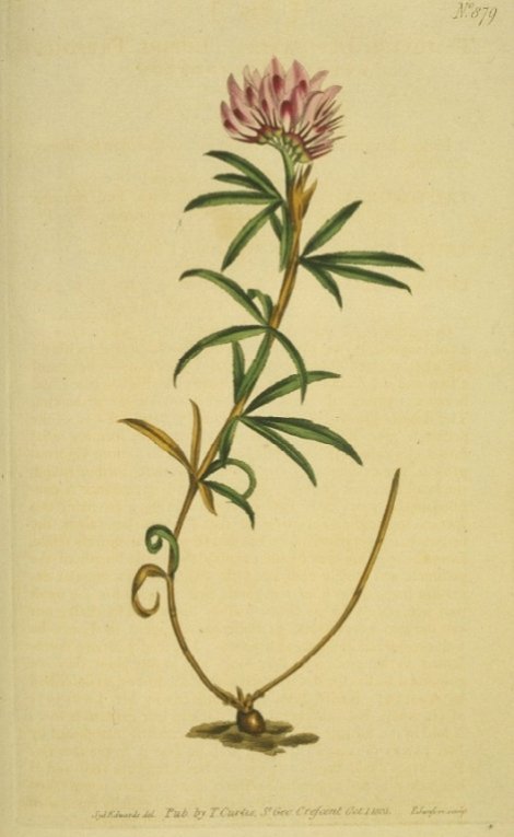 Trifolium lupinaster - Curtis's Botanical