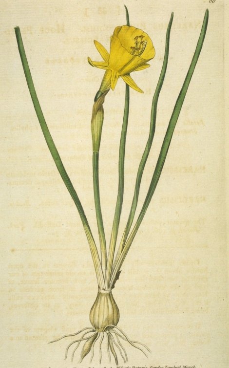 Narcissus bulbocodium - Curtis's Botanical