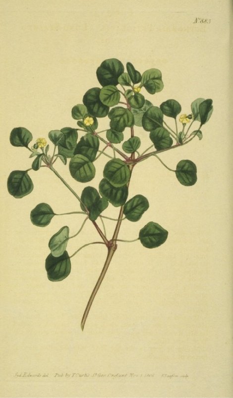 Euphorbia petiolaris - Curtis's Botanical