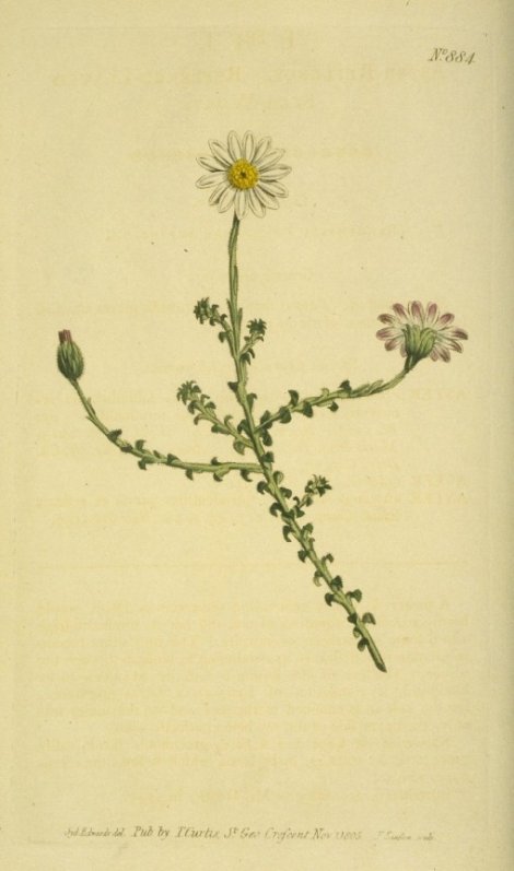 Polyarrhena reflexa - Curtis's Botanical