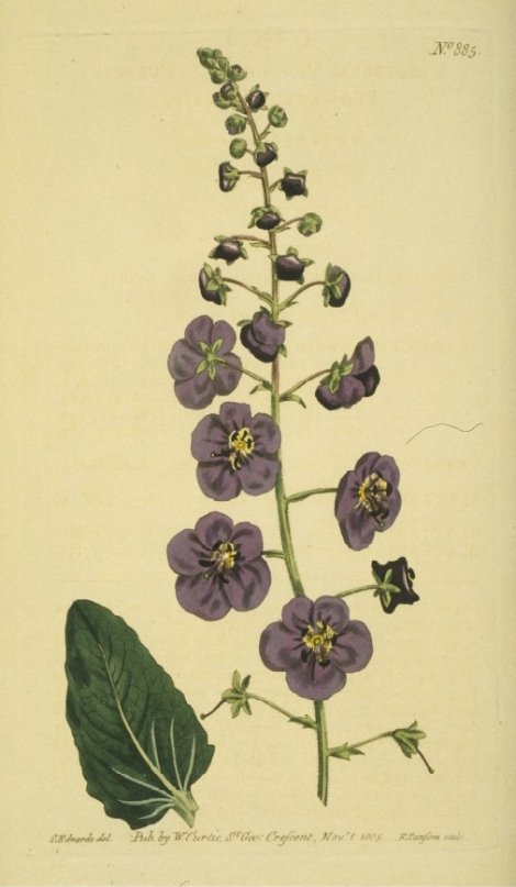 Verbascum Phoeniceum - Curtis's Botanical