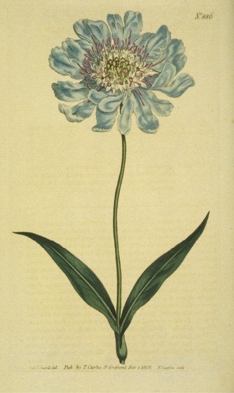 Scabiosa caucasea - Curtis's Botanical