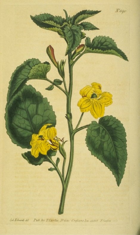 Goodenia grandiflora - Curtis's Botanical