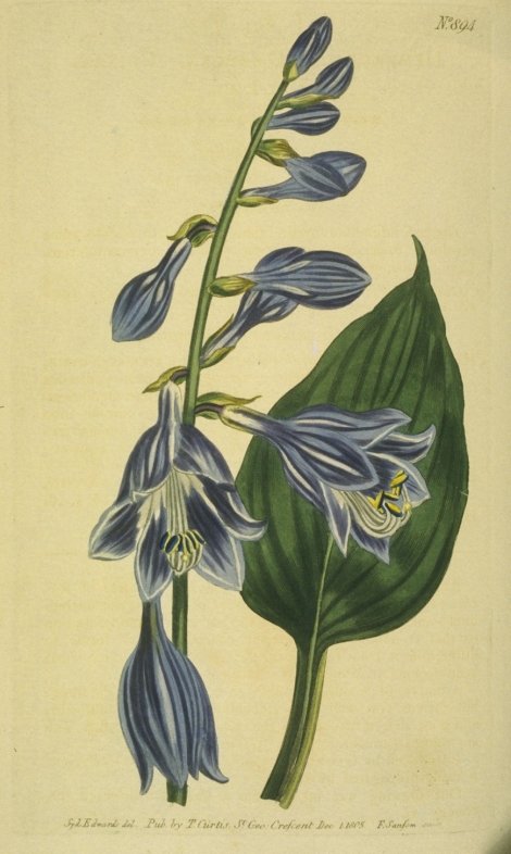 Hemerocallis ventricosa - Curtis's Botanical