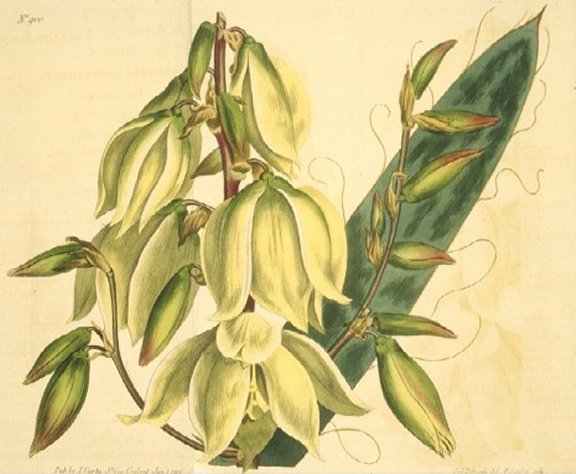 Yucca filamentosa - Curtis's Botanical