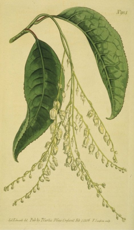 Oxydendrum arboreum - Curtis's Botanical