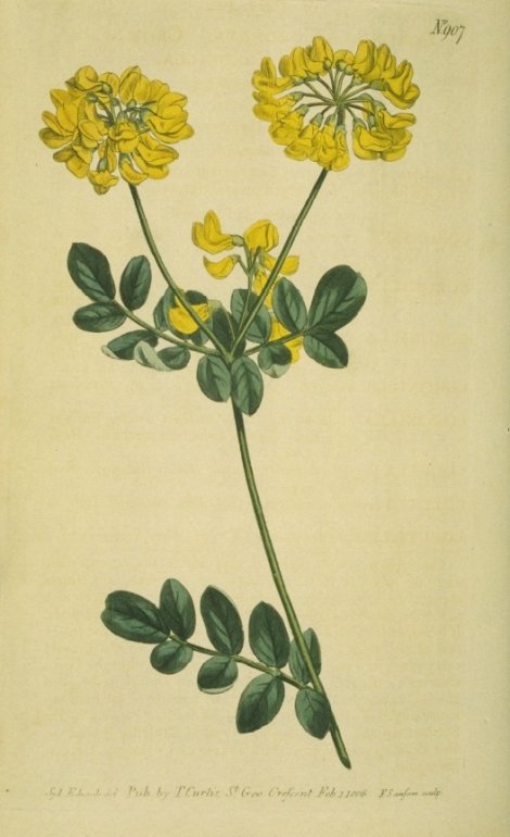 Coronilla coronata - Curtis's Botanical
