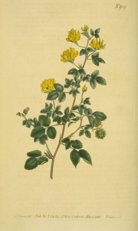 Medicago carstiensis - Curtis's Botanical