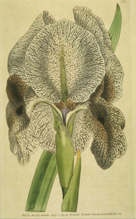 Iris susiana - Curtis's Botanical