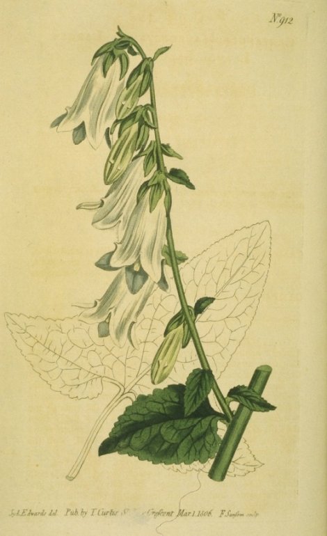 Campanula alliariifolia - Curtis's Botanical