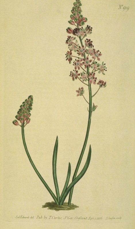 Scilla autumnalis - Curtis's Botanical