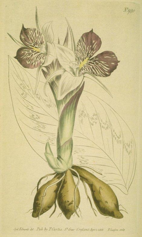 Kaempferia rotunda - Curtis's Botanical