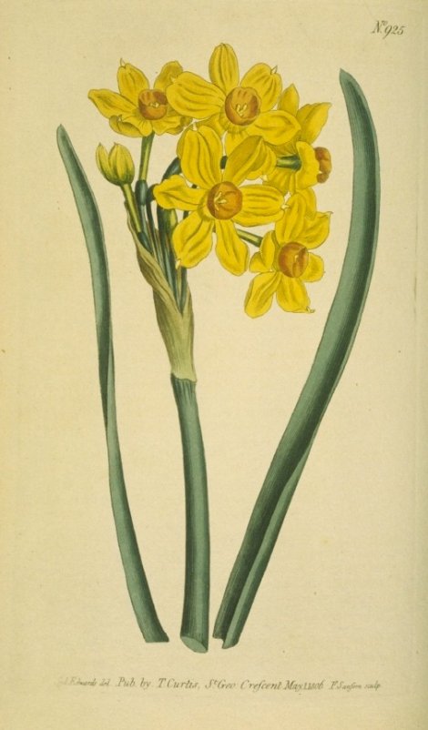 Narcissus tazetta - Curtis's Botanical